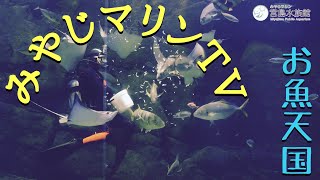 【公式】お家が水族館！！みやじマリンTV～いやしの海「ゆったり水槽」編～