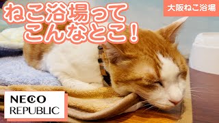 猫を浴びまくって健康になる！「猫浴健康法」を楽しめる日本でたった１つの場所！【大阪ねこ浴場　ネコリパブリック】の保護猫全員ご紹介！話題の保護猫カフェ！宿泊施設「ねこ旅籠」も併設しています。