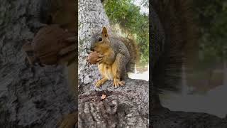 Squirrel cracks open the walnut