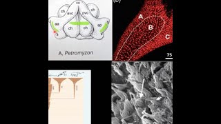 EARssentials 2023: The Evolution of the Auditory System