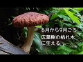 きのこちゃんのきのこ図鑑「ヤナギマツタケ」