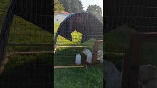 Happy turkeys in their new enclosure!