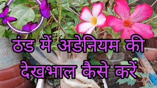 अडेनियम की देखरेख ठंड में कैसे करें#caringtips#terracegardning