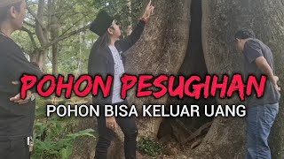 POHON PESUGIHAN USIA RIBUAN TAHUN SAKRAL❗️