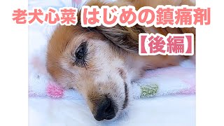 体の違和感にパニックになり心菜しゃんはじめての鎮痛剤【老犬介護】