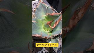 アガベを喰らう寄生虫 #ガーデニング #園芸 #アガベ