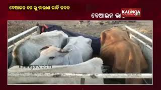 Cattle-Laden Pickup Van Seized In Turumunga, Six Arrested || KalingaTV