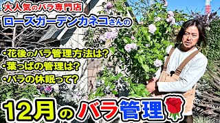 【12月のバラ管理🌹】「花後の管理?」「葉っぱの管理?」「バラの休眠」についてお話ししていきます!ローズガーデン・カネコさん