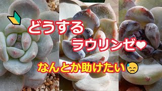 [多肉植物Ⅴlog109]ラウリンゼ、葉っぱが黒くなって、どうしたらよいのでしょうか？🔰の知識のない頭で考えた結果、どうなったかご覧頂けると嬉しいです❤