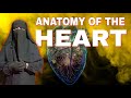 Anatomy Of The Heart