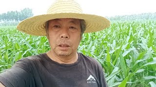 专家嘴种地赚钱，野草玉米共生存亩产二千斤，农民汗水种地赚钱