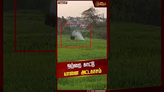 ஒற்றை காட்டு யானை அட்டகாசம் | Elephant Issue | Dharmapuri News