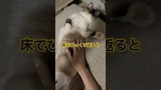 床でひっくり返るたぬきに似た猫 #ragdolls #cats #shorts #ラグドール #猫のいる暮らし #ショート