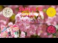 Cherry blossom (Sakura 桜) 7 Facts you probably didn't know