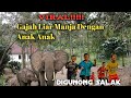 Virallll Gajah Liar Main Dengan Anak Anak Di gunong Salak