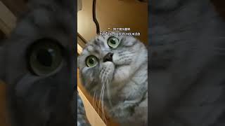 猫咪的坏心思暴露了 柯基 狗狗 萌宠 猫咪