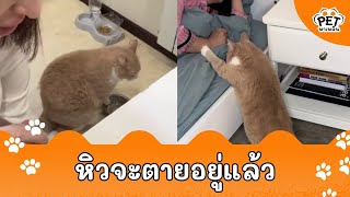 เมื่อแมวหิว เลยโมโหหิวแบบนี้      | PetSocial-62-PW1