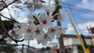 信州の桜・満開！洗馬小学校の桜