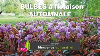 TOUT SAVOIR SUR LES FLEURS À BULBES D’AUTOMNE : COLCHIQUE, SAFRAN, CROCUS JAUNE, CYCLAMEN DE NAPLES…