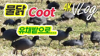 [새/Bird] 물에 있어야 할 물닭 무리들이 유채밭에 다 모였네 | Eurasian Coot 4K Vlog / TK Noh Channel