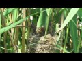 trstenjak cvrkutić acrochepalus scripaceus reed warbler birds of croatia