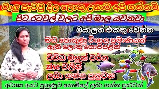 මාලු පැටවු දීල ලොකු උනාම අපි ගන්නවා | #fish_farm_in_sri_lanka | sl  anush | fish video