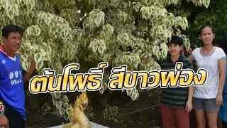 ชาวบ้านตื่นตา! ต้นโพธิ์เงิน ใบสีขาวผ่อง | 24-05-60 | ตะลอนข่าวเช้านี้