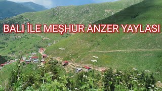 Anzer Yaylası/Anzer Balıyla meşhur olan yayla /Sessiz VLOG /The plateau famous for its Anzer Honey