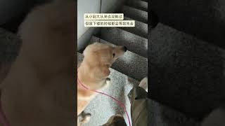 這是小狗的愛，也是屬於大型犬的溫柔#puppy #dog #shorts