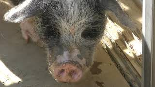 ミニブタ の『ブリトニー』 (飯田市立動物園) 2019年1月19日