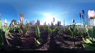 Candy Prince Tulips | 360 Video | Canadian Tulip Festival