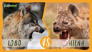 LOBO GRIS vs HIENA MANCHADA:  ¿Cual es el mas feroz?