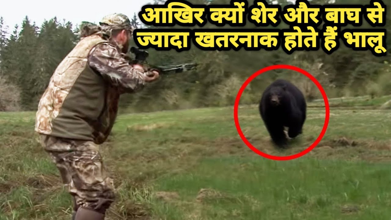 True Story Of The Deadliest Bear Attacks In The History । Facts Phylum ...