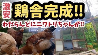 【激安】鶏舎完成‼︎ わだらんどにニワトリちゃんが‼︎ 【DIY】【ニワトリ】【養鶏】