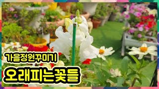 예쁜정원에 키우면 좋은꽃추천/옥상정원꾸미기/9월정원 화분꽃들