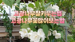 #겹고광나무#꽃많이보는법#잘키우는법 #무궁화고광나무#고광나무#향이정말좋아요 #인기품종#전국노지월동#키우기쉬운꽃