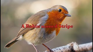 Shocking Tame Robin Part 1