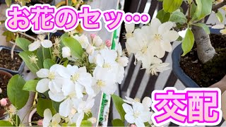 姫りんごと深山海棠の交わりをお見せします。花粉の交配。（Crab Apple／Toringo Crab Apple）