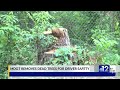 mdot removes dead trees along highways for driver safety