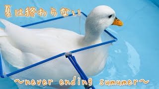 ＠あるひちゃんねるwithｳｨﾝｳｨﾝ  終わらない夏　〜never ending summer〜