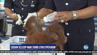 Cubaan Seludup Anak Orang Utan Dipatahkan