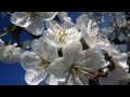 fur elise beethoven with beautiful cherry blossom pictures 2015