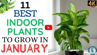 What To Plant In January ? | The Best Indoor Plants to Grow in January.