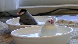 お水ないよ！お水下さい！水浴びします！白文鳥＆桜文鳥 文鳥動画 Java Sparrow movie