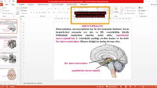 14. Hafta İUT İ.Ö. Anatomi Ders 1 Diencephalon