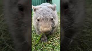 The wombat ASMR you didn't know you needed. #WombatWednesday