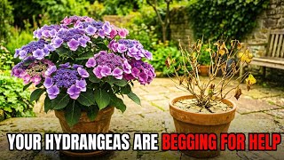 Stop Ruining Your HYDRANGEAS! 7 Planting Mistakes to Avoid!