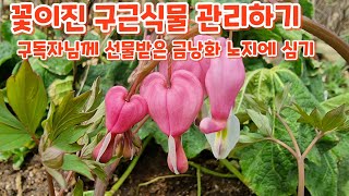 #금낭화 노지에 심어주기 #꽃이진 #구근식물 관리하기