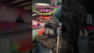 手を乗せる #australianlabradoodle