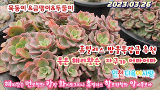 인천다육이사랑(5)묵둥이/두둘이/금다육/방울복랑금.먼로금.먼로철화.휴밀리스.레드길바.분포할로윈철화.알비폴로라.둥근잎